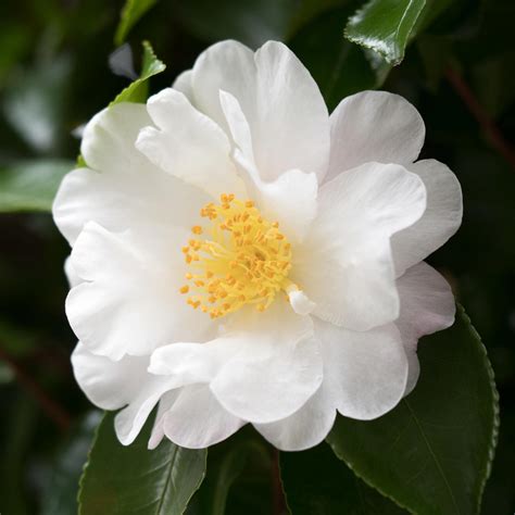 white camellia mademoiselle